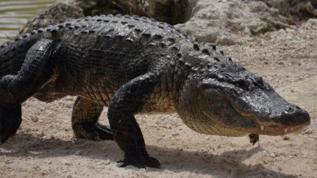 The 5 Largest Alligators Ever Found in California